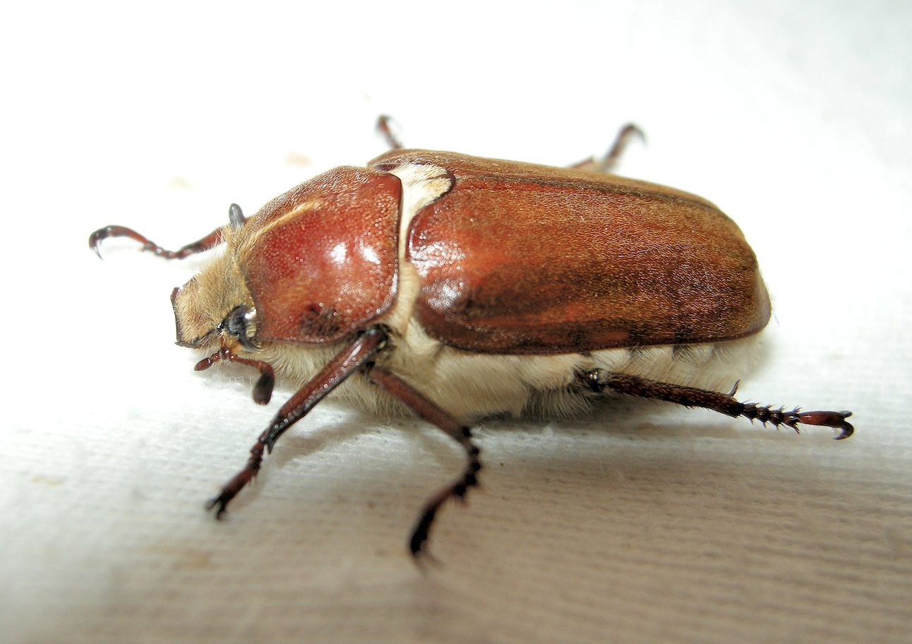 Melolonthidae - Anoxia cf. villosa